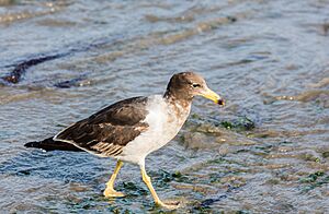 Gaviota peruana (Larus belcheri), puerto de Paracas, Perú, 2015-07-29, DD 15