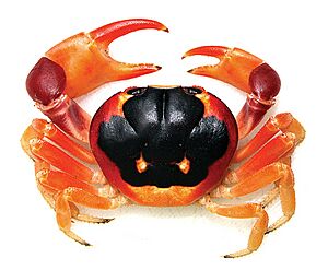 Gecarcinus lateralis Male Costa Rica A