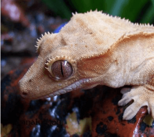 Gekkoninae Rhacodactylus ciliatus tete
