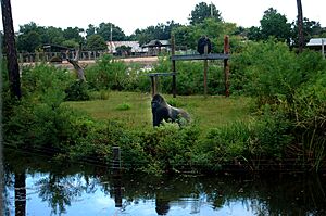 Gorillas at Gulf Breeze Zoo.jpg