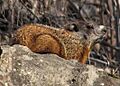 Groundhog on rock