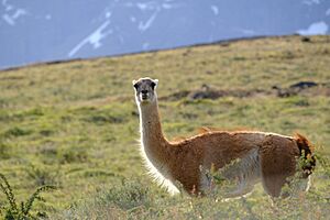 Guanaco in patagonia