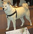 Hachiko-hakusei