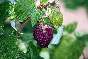 Himbeere (Rubus idaeus) IMG 7756