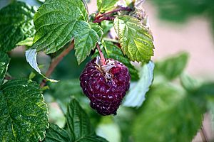 Raspberry Facts for Kids