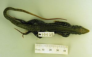 Holotype Ameiva chaitzami dorsal view full.jpg