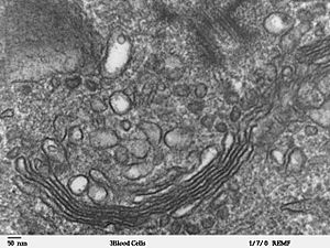 Human leukocyte, showing golgi - TEM