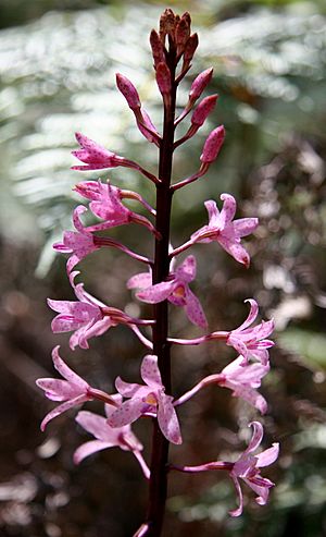 Hyacinth Orchid in Otways