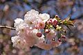 Ichiyo, Cerasus lannesiana 'Ichiyo' Koidzumi