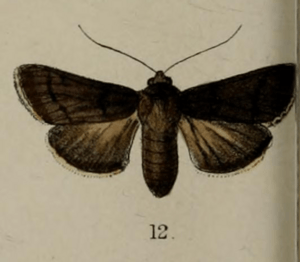 Illustartion of Bityla sericea Butler, 1877