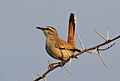 Kalahari scrub robin, Erythropygia paena at Pilanesberg National Park, Northwest Province, South Africa. Taken in early sunrise light. (15604636923)