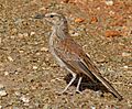 Karoo Long-billed Lark (Certhilauda subcoronata) (6437061545), crop