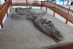 Kronosaurus boyacensis fossil