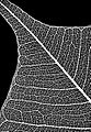 Leaf Skeleton negative (like photogram)