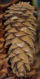 Limberpinecone