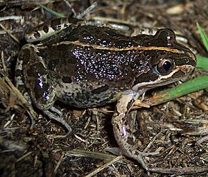 Limnodynastes tasmaniensis orange