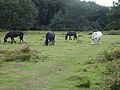 Litcham Common 5