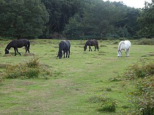 Litcham Common 5