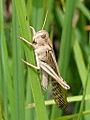 Locusta migratoria migratorioides male