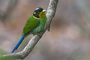 Long-tailed Broadbill Naina Devi Himalayan Bird Conservation Reserve Uttarakhand India 27.05.2016