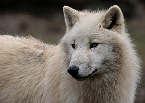 Loup arctique DSCF0456