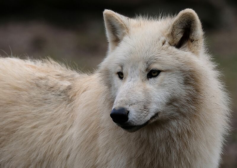 Loup arctique DSCF0456