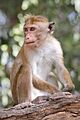 Macaca sinica - 01
