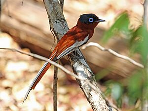 Madagascar Paradise Flycatcher RWD6