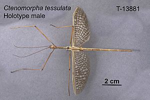 Male Ctenomorphodes tessulatus.jpg