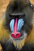 Mandrillus sphinx Chester zoo