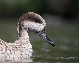 Marmaronetta angustirostris portrait