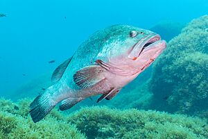 Mero (Epinephelus marginatus), Cabo de Palos, España, 2022-07-15, DD 34.jpg