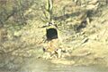 Mining - Coal - Wet Earth - Adit 1980