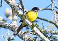 Moustached Brushfinch