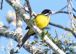 Moustached Brushfinch