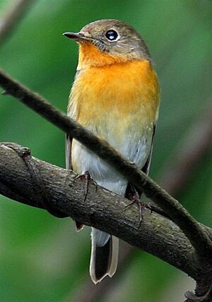 Mugimaki Flycatcher.jpg