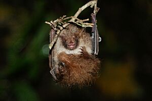 Ussuri tube-nosed bat Facts for Kids