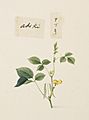 Naturalis Biodiversity Center - RMNH.ART.651 - Vigna angularis - Kawahara Keiga - 1823 - 1829 - Siebold Collection - pencil drawing - water colour