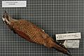 Naturalis Biodiversity Center - RMNH.AVES.28924 1 - Parotia carolae clelandiae Gilliard, 1961 - Paradisaeidae - bird skin specimen