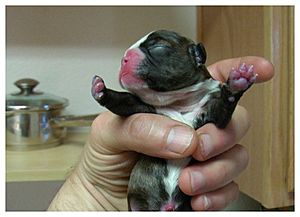 Newborn Boston Terrier puppy (November 2006)