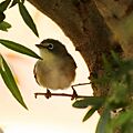 Orange river White-eye-2278 - Flickr - Ragnhild & Neil Crawford