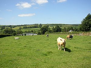 Pasture at Listerlin, Co.Kilkenny - geograph.org.uk - 213470