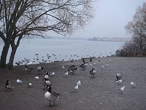 Pennington Flash, Leigh - geograph.org.uk - 103136