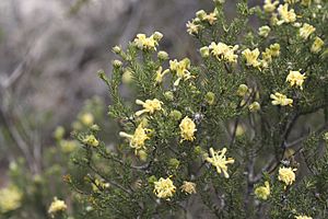 Petrophile ericifolia.jpg