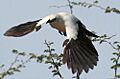 Pied babbler in flight