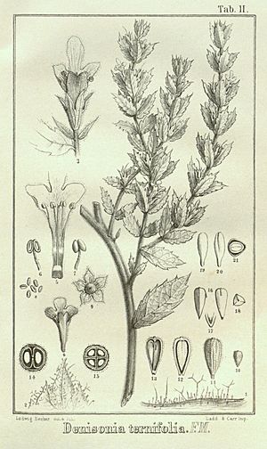 Pityrodia ternifolia-as Denisonia ternifolia.jpg