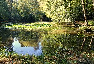 Pond on Deadwater Valley LNR, Bordon, Hampshire - 170918 (geograph 5919327)