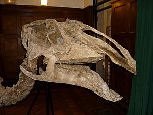 Prosaurolophus maximus2