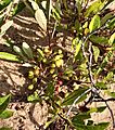 Prunus pumila (Sand Cherry) (09246a38-f43e-4dea-9228-bfa42287be9f)