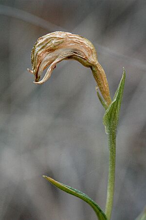 Pterostylis stenochila setting seeds